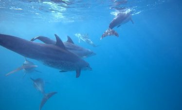 Kizimkazi Dolphin