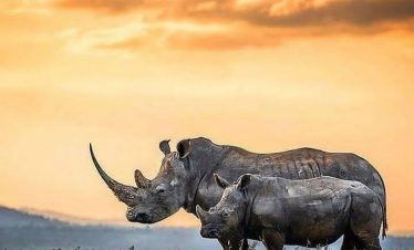 Tarangire National Park and Ngorongoro Crater