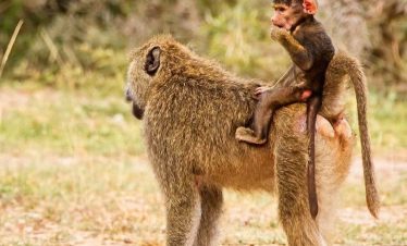 Serengeti, Ngorongoro Crater, and Manyara